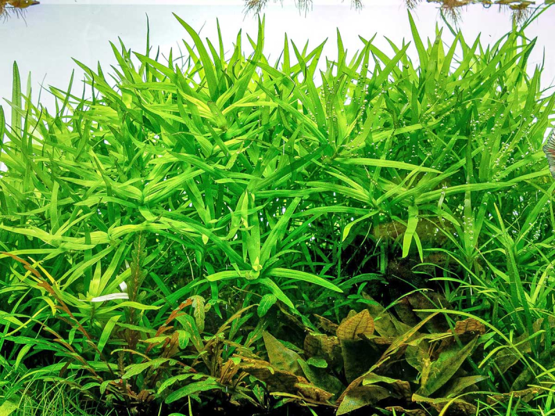 Trugkölbchen - Heteranthera zosterifolia in vitro